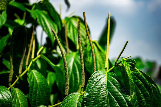 Fresh green leaves and flower spikes of Piper aduncum (Matico) growing outdoors under bright sunlight, perfect for botanical and medicinal herbal nature backgrounds
