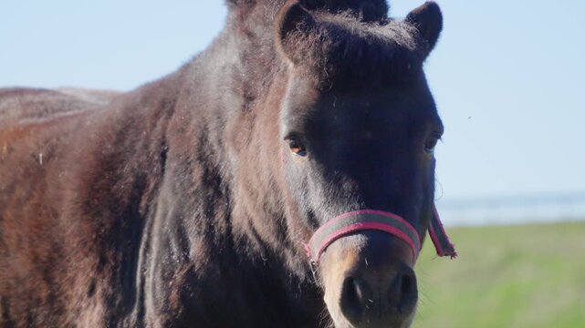 A pony grazes in a meadow and poses for the camera.