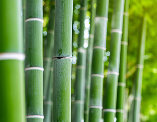 Fototapeta premium Detailed shot of vibrant green bamboo stalks with distinct white rings, captured in a peaceful forest setting with soft natural light.