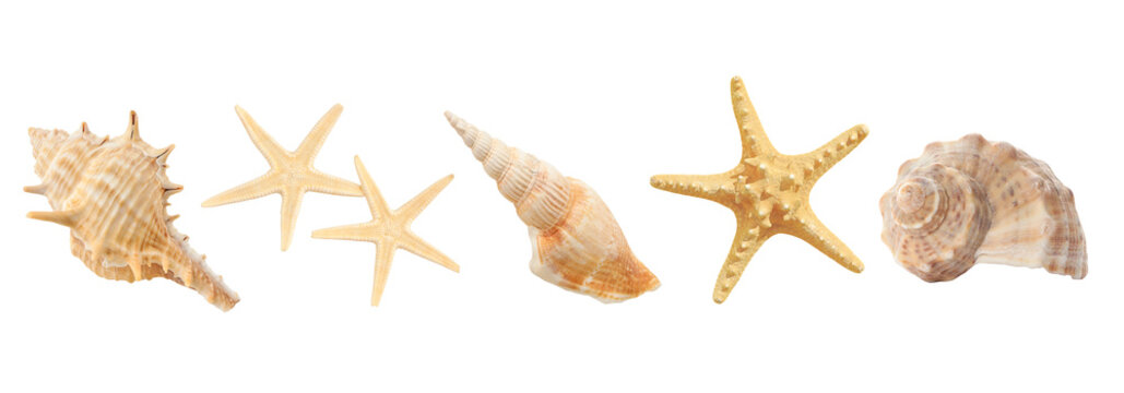 Summer beach finds: shells and starfish, PNG