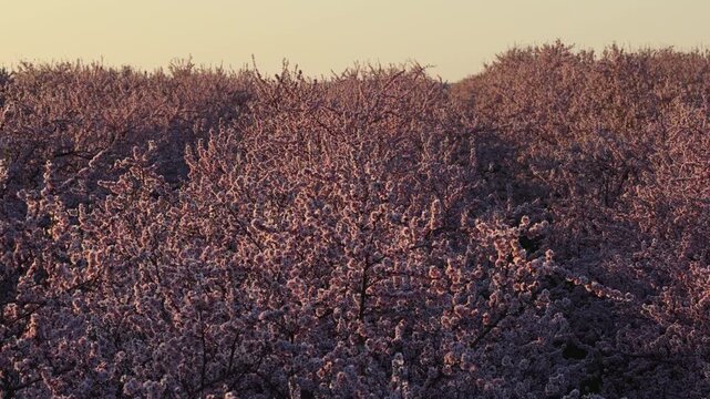 Aerial drone shot of a dense almond orchard during the spring blooming season. Pink and white blossoms are bathed in the soft, golden glow of a late afternoon sun. Moldova