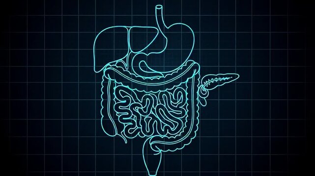 Human Digestive System Digital Hud Flat Illustration 4K Video