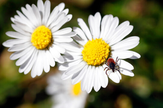 deer tick, Ixodes scapularis, on daisy in spring, springtime is tick season, even in your own garden