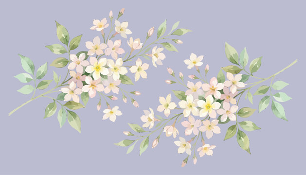 Illustration watercolor of jasmine flower background