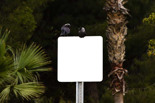 A blank white square sign mockup with two jackdaws perched on top, surrounded by lush green park trees and a palm tree in the background.