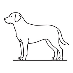 Obraz premium Minimalist outline drawing of a labrador retriever dog standing.