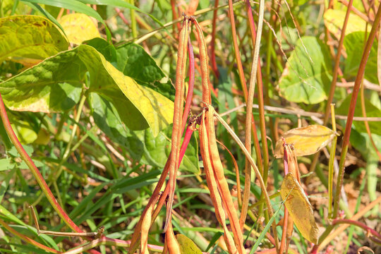 Urad plant. Vigna mungo seed head in meadow in sunny day. Black matpe plant in gardening. Organic plant in farming.