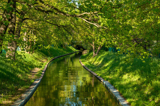 Nature's Path: A Tranquil presented in a natural scene in an outdoor setting, in a natural environment, under daylight, with a calm mood, suitable for wildlife, conservation.