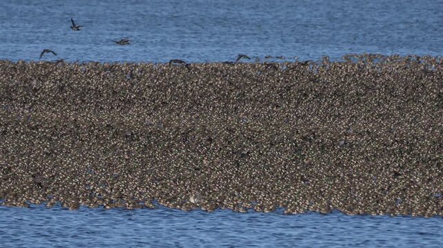 Large flock of Baikal teals at Inbanuma, Chiba