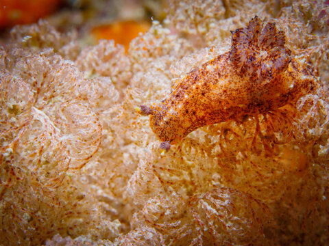 Paliolla galathea nudibranch on bryozoan colony in Wellington, New Zealand