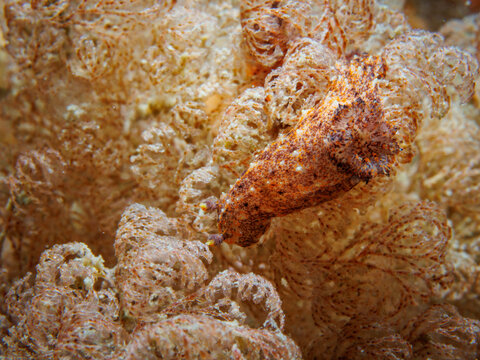 Paliolla galathea nudibranch on bryozoan colony in Wellington, New Zealand