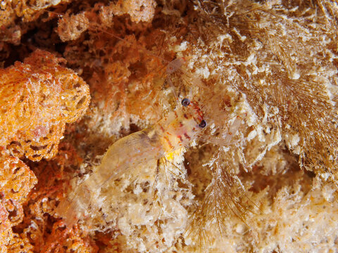 Macro underwater photograph of a transparent glass shrimp of the genus Periclimenes camouflaged among bryozoans, hydroids, and encrusting marine life on a temperate reef at Breaker Bay