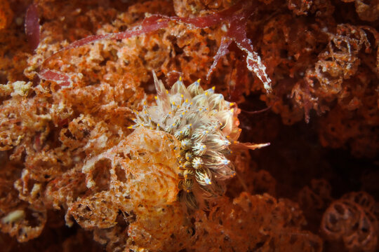 Janolus eximius nudibranch mating on bryozoan colony in Wellington, New Zealand