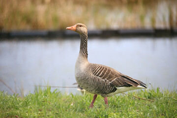 Wild goose walking on the riverbank with blurred water background. © adlerx