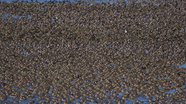 Large flock of Baikal teals at Inbanuma, Chiba