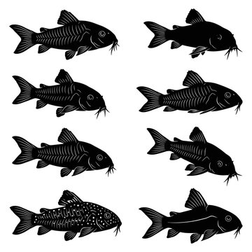 Black and white vector silhouette set of Cory Catfish.