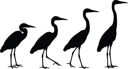 Obraz premium Collection of black crane bird silhouettes in various standing and walking poses isolated on white background for nature, wetland wildlife, and elegant vector designs.