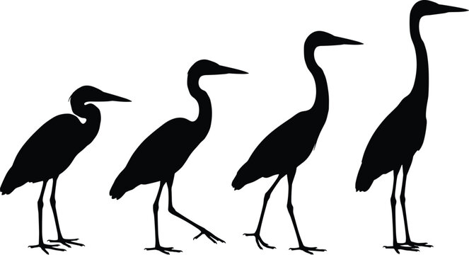 Collection of black crane bird silhouettes in various standing and walking poses isolated on white background for nature, wetland wildlife, and elegant vector designs.