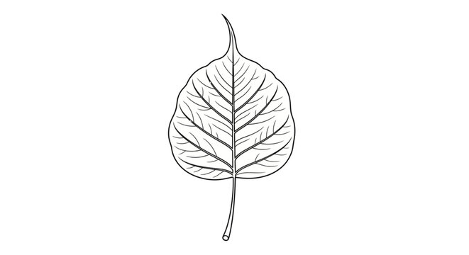 Detailed drawing of a single leaf.