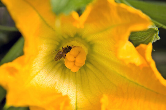 un bourdon dans la fleur de courgettes
