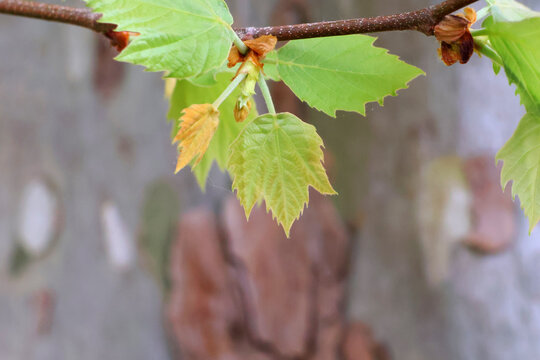 Petites feuilles de platane
