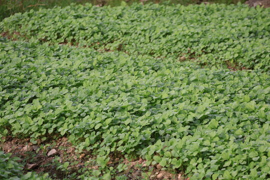 Spinach is a fast growing leafy green vegetable rich in vitamins minerals antioxidants and widely cultivated for healthy diets