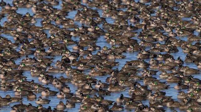 Large flock of Baikal teals at Inbanuma, Chiba