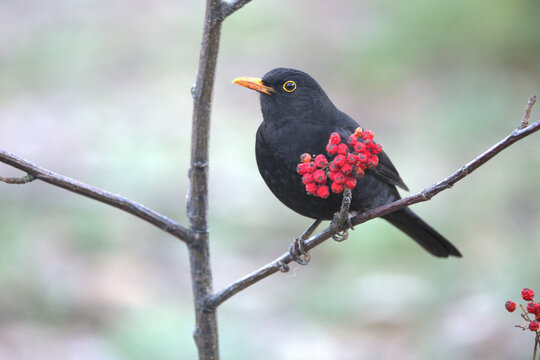 Common Blackbird in a Mediterranean forest in the last light of an autumn day