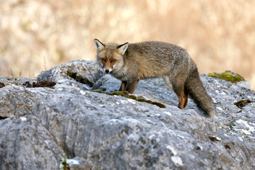 Fototapeta premium Male Red fox in a mountainous area of ​​northern Spain in an Atlantic forest of beech, pine and oak trees at first light on a very cold January day