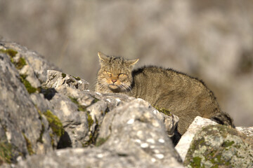 Adult male European Wildcat within its territory in a mountainous area within an Atlantic forest of beech, pine and oak trees at the first light of a cold winter day © Jesus