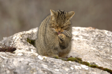 Obraz premium Large male European Wildcat in a mountainous area with large rocky areas in an Atlantic deciduous forest at first light on a very cold January day