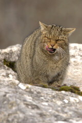 Obraz premium Large male European Wildcat in a mountainous area with large rocky areas in an Atlantic deciduous forest at first light on a very cold January day