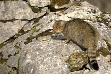Adult male European Wildcat within its territory in a mountainous area within an Atlantic forest of beech, pine and oak trees at the first light of a cold winter day © Jesus