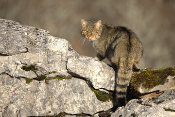 Fototapeta premium Large male European Wildcat in a mountainous area with large rocky areas in an Atlantic deciduous forest at first light on a very cold January day