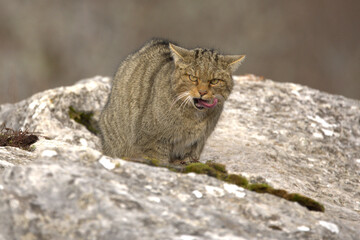 Adult male European Wildcat within its territory in a mountainous area within an Atlantic forest of beech, pine and oak trees at the first light of a cold winter day © Jesus