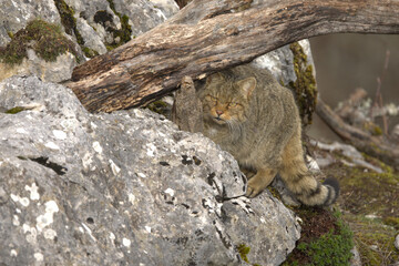 Adult male European Wildcat within its territory in a mountainous area within an Atlantic forest of beech, pine and oak trees at the first light of a cold winter day © Jesus