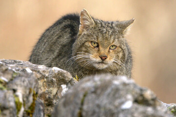 Very old male European Wildcat in a mountainous area in an Atlantic forest of beech, pine and oak trees in the first light of a very cold winter morning © Jesus