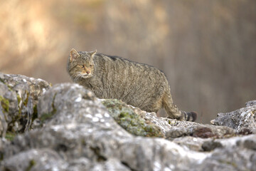 Very old male European Wildcat in a mountainous area in an Atlantic forest of beech, pine and oak trees in the first light of a very cold winter morning © Jesus