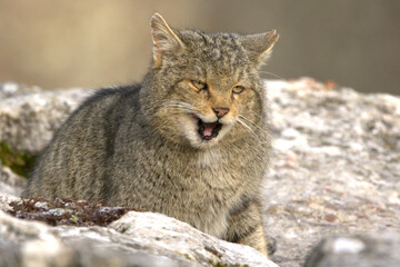 Very old male European Wildcat in a mountainous area in an Atlantic forest of beech, pine and oak trees in the first light of a very cold winter morning © Jesus