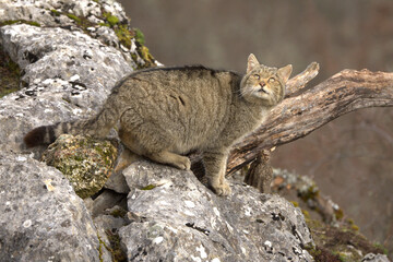 Very old male European Wildcat in a mountainous area in an Atlantic forest of beech, pine and oak trees in the first light of a very cold winter morning © Jesus