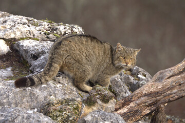 Very old male European Wildcat in a mountainous area in an Atlantic forest of beech, pine and oak trees in the first light of a very cold winter morning © Jesus