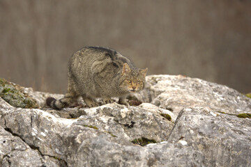 Very old male European Wildcat in a mountainous area in an Atlantic forest of beech, pine and oak trees in the first light of a very cold winter morning © Jesus