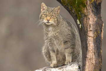 Very old male European Wildcat in a mountainous area in an Atlantic forest of beech, pine and oak trees in the first light of a very cold winter morning © Jesus