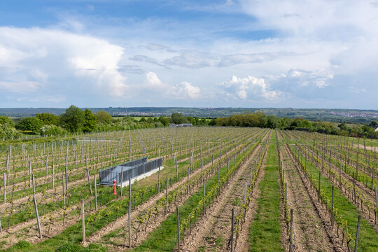 vineyards of cloister Eberbach in spring time
