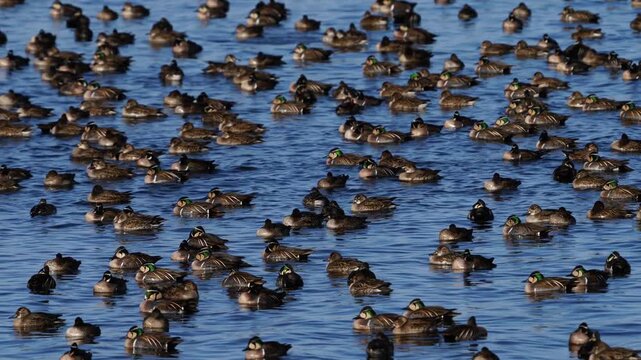 Large flock of Baikal teals at Inbanuma, Chiba