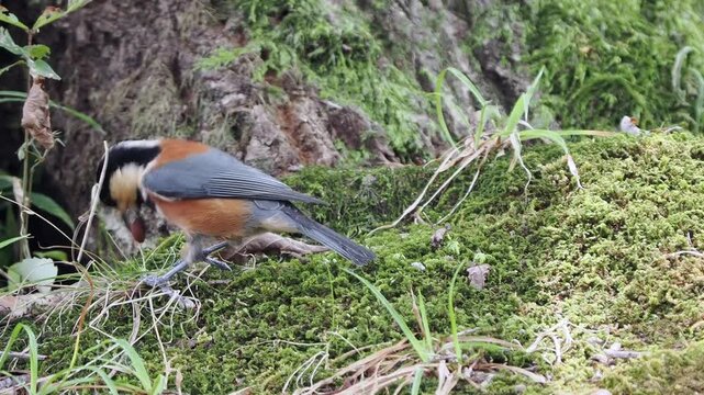 ヤマガラの貯食行動（スローモーション）