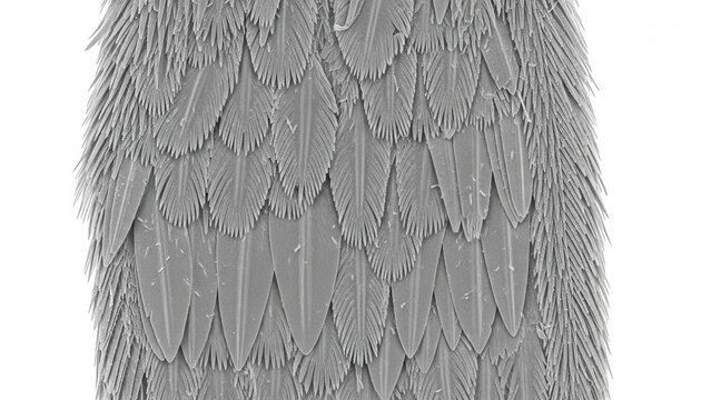 Scanning electron microscope of overlapping butterfly wing scales with a textured, feathery appearance on a black background