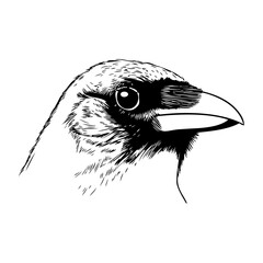 Logotipo con dibujo con líneas de la cabeza de un pájaro tipo pinzón, vista de perfil  © teracreonte