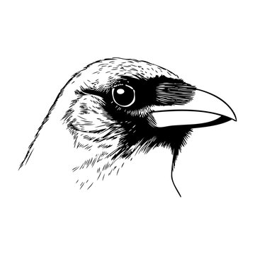 Logotipo con dibujo con l&iacute;neas de la cabeza de un p&aacute;jaro tipo pinz&oacute;n, vista de perfil 