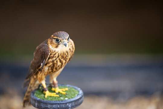 Merlin portrait.
